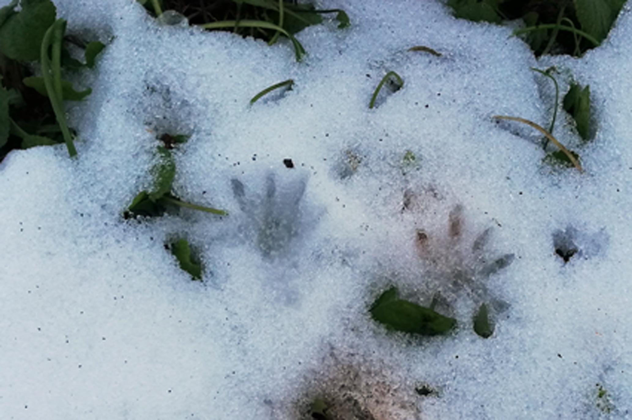 Säugetiere Melis Garten