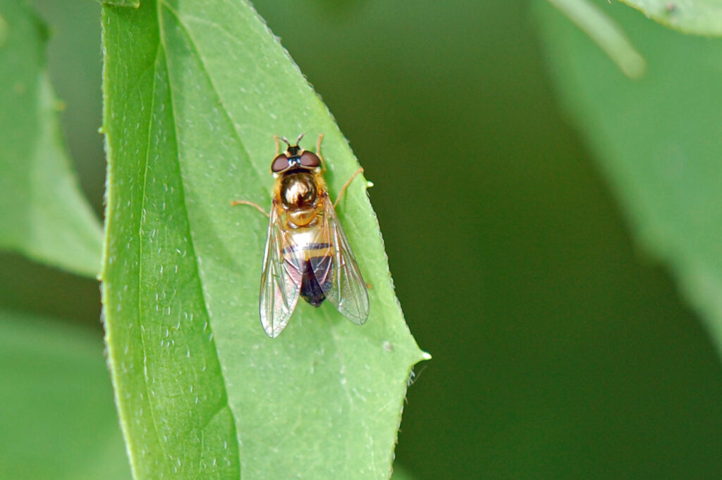 Dieses Bild hat ein leeres Alt-Attribut. Der Dateiname ist Zweiband-Wiesenschwebfliege_1-1024x682.jpg