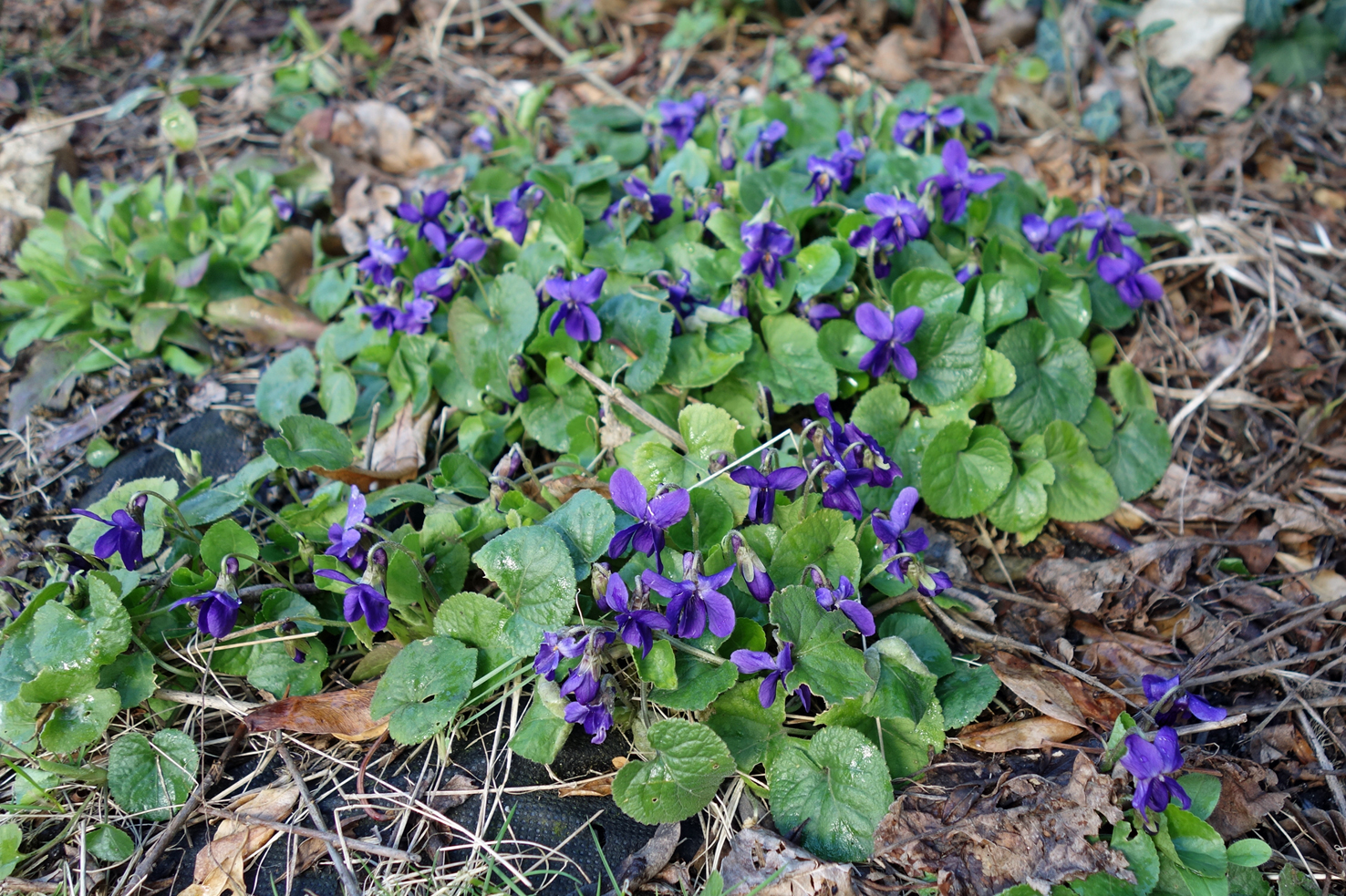 Der Garten im März - Melis Garten