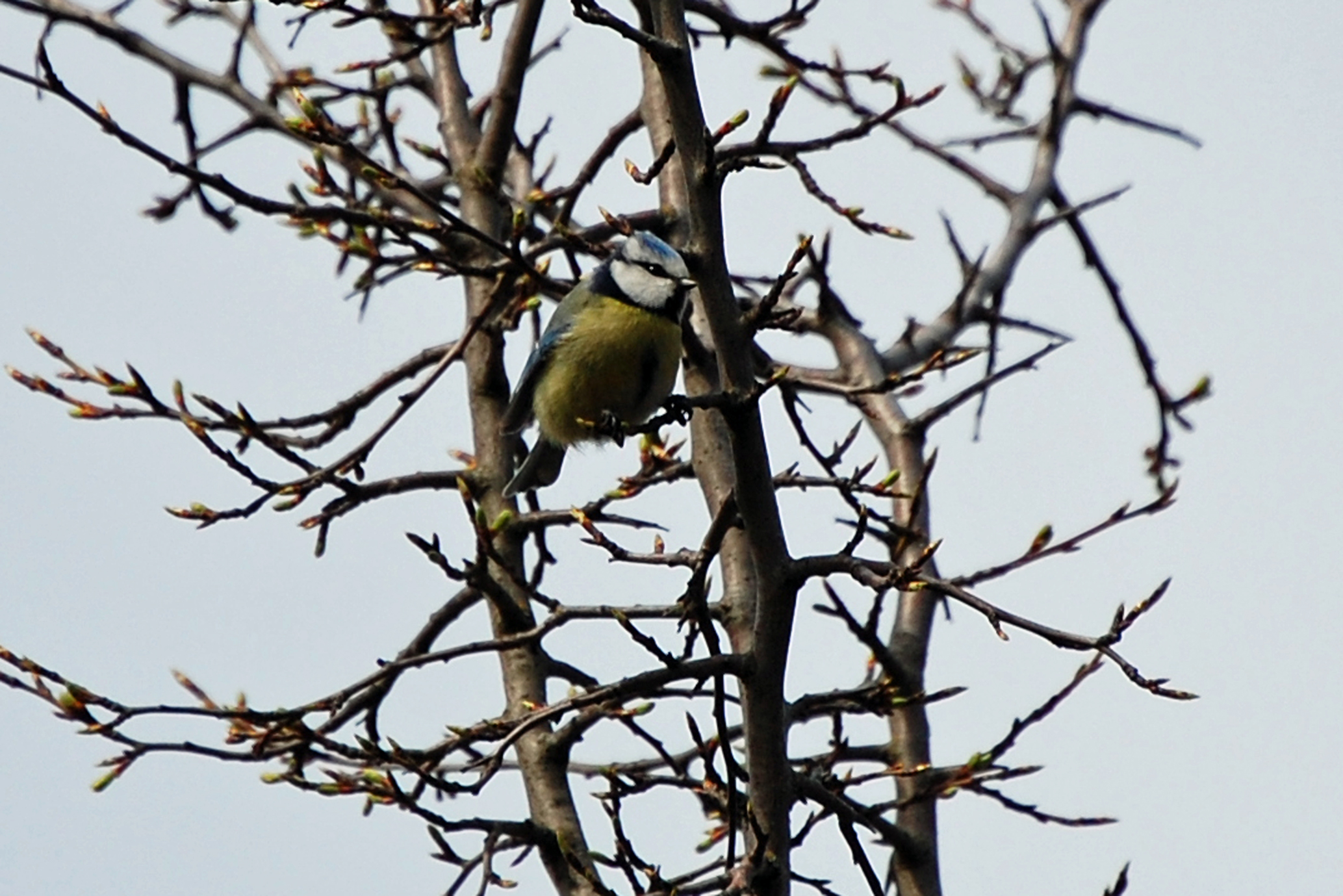 waschbären spuren im garten